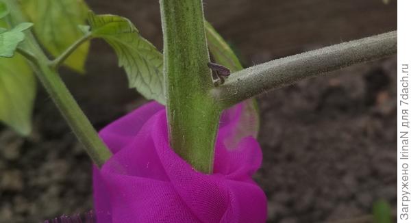 Немного потеплело, и появились первые пасынки!