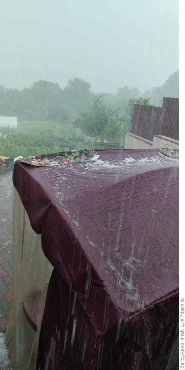 Вот там, вдали, в конце белого штакетника, погибают мои свежевысаженные львята.