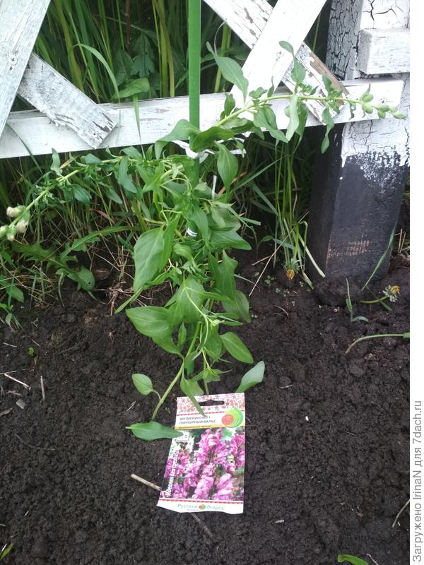 Буквально за полчаса до ливня...