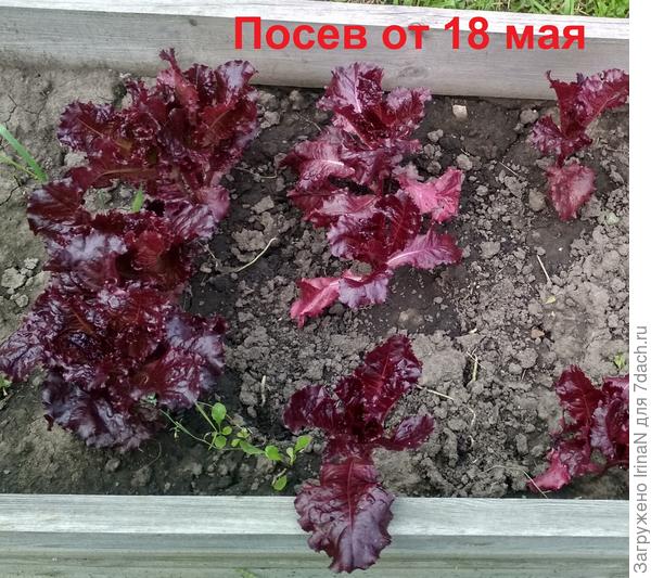 20 июля