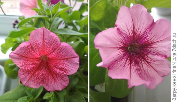 Зацвели уже в рассаде