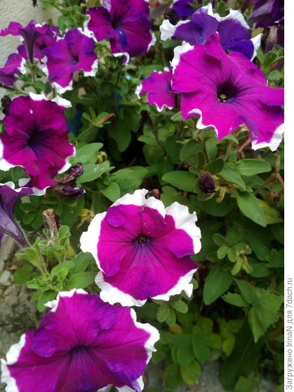 А эти в открытом грунте