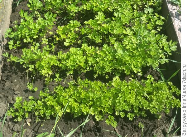 Петрушечка кудрявая и листовая