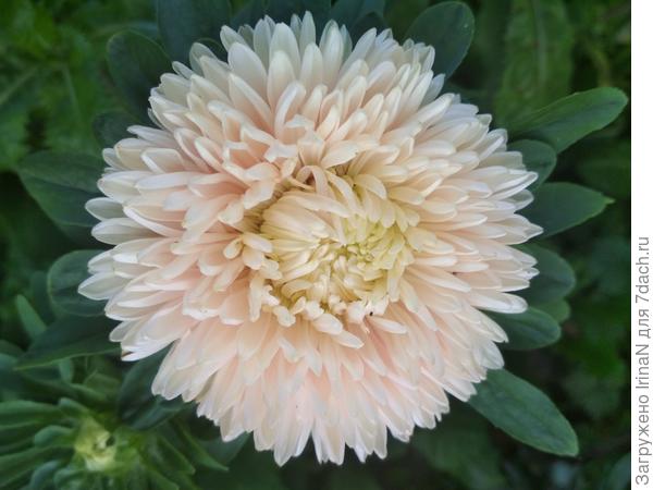 В итоге, росли только астры Леди корал