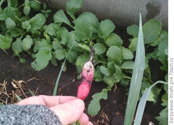 Первая редиска Полинка в апреле