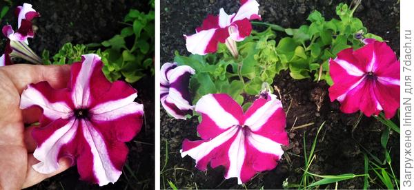 Петуния грандифлора Галактика вишнёвая (цвет не удаётся передать, он более густой и бархатный)