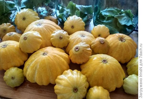 Патиссон Карапуз