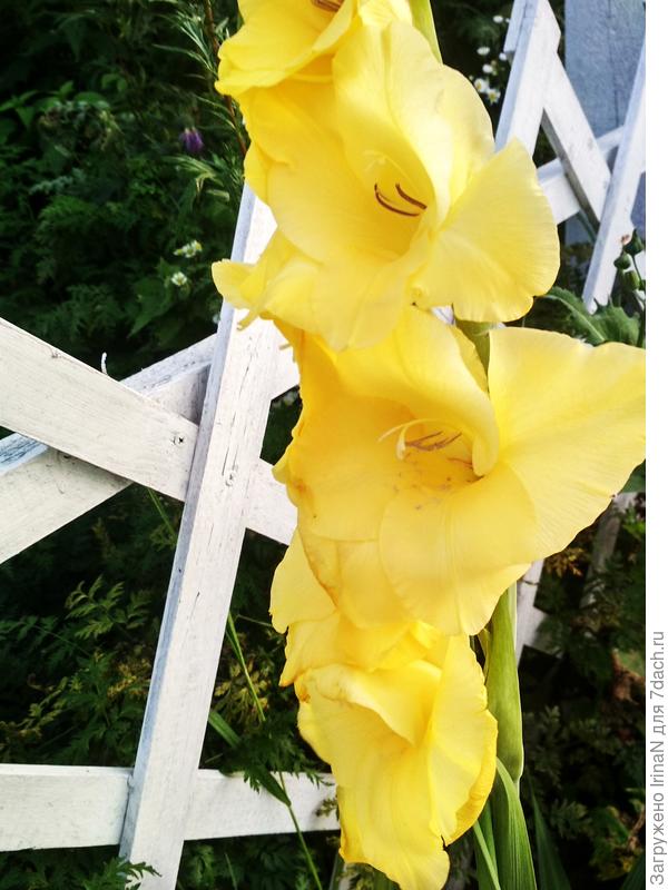 А гладиолусы я не вижу в своих цветниках, поэтому не стала их даже выкапывать. Поэтому прожили они у меня всего одно лето.