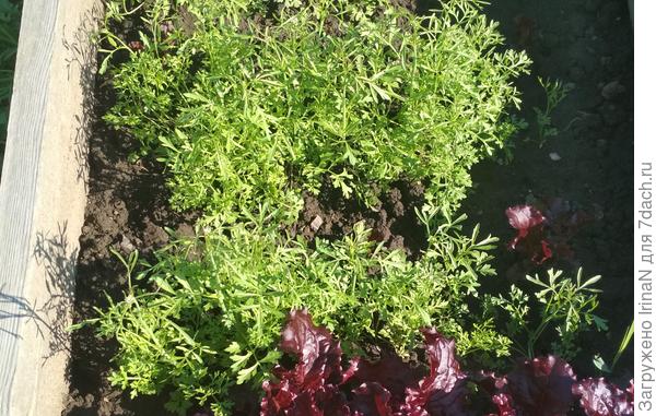 Кресс-салат Ванька кучерявый