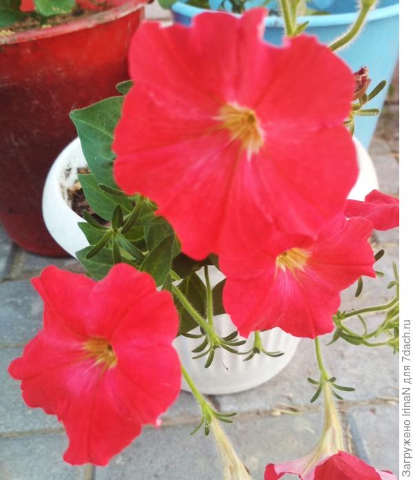 Петуния минифлора Магнит красная