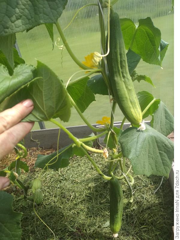 Огурец Китайский змей