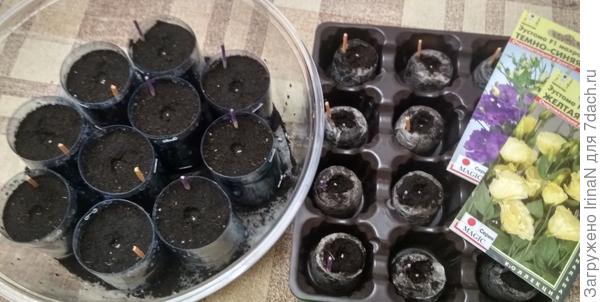 Что эустомам больше понравится - грунт или таблетки?