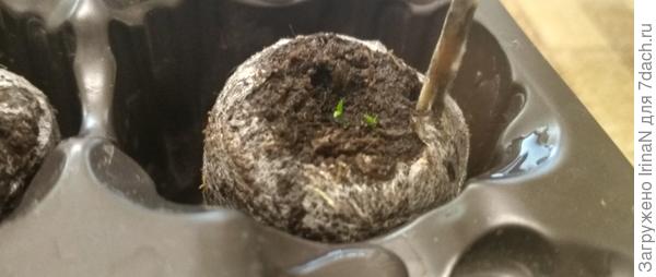 Парочка "неразлучников"