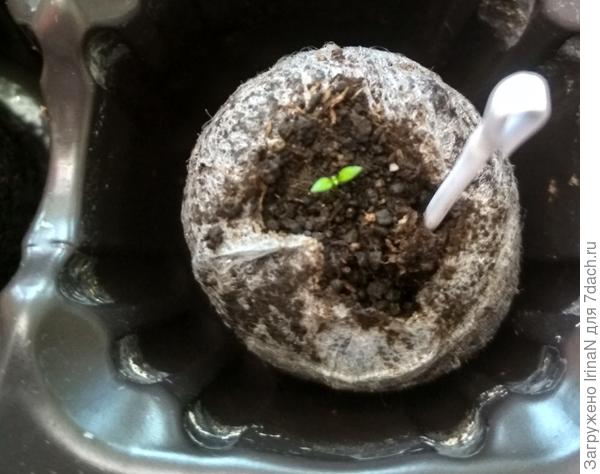 Первые настоящие листочки