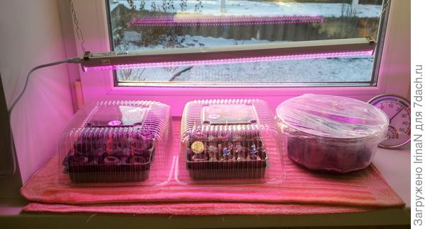 Вот так сейчас живут, на окошке.