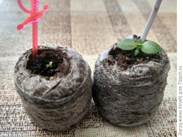 Самая маленькая и самая большая