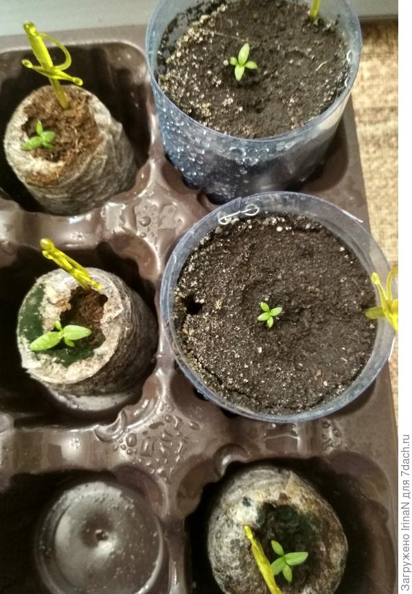 Один и тот же сорт в таблетках и в грунте - разница видна невооруженным взглядом