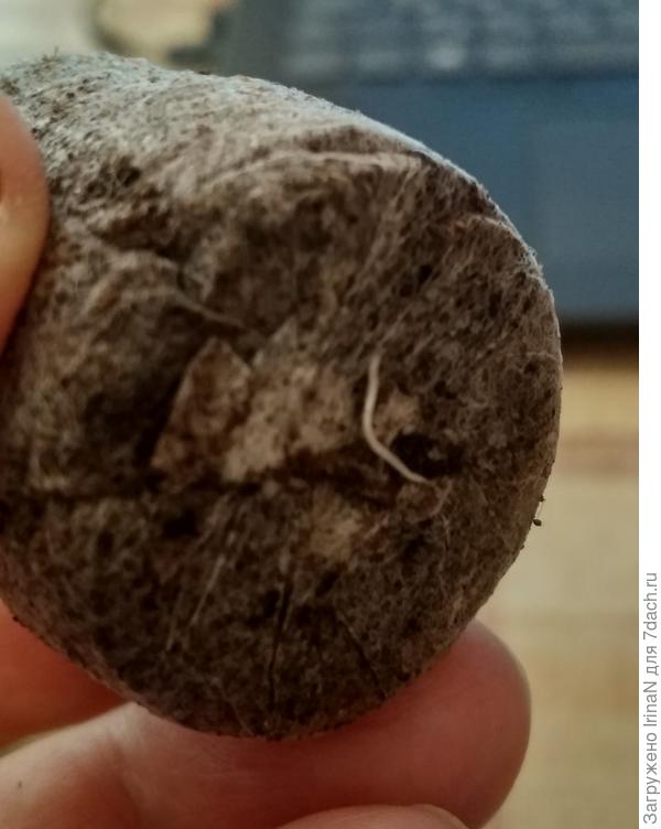 Пробился через таблетку корешок. Пока только один.