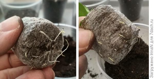 Проросли через оболочку. Для маленьких корешков вообще без проблем, а длинненькие обрывались.