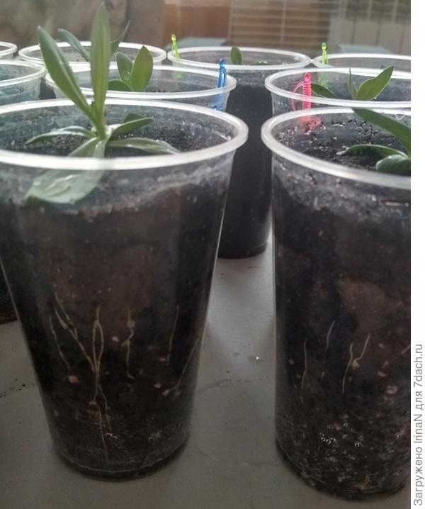 Корешки осваивают весь стаканчик