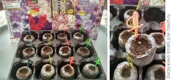 Вот такая петуниевая плантация! Первенцы проклюнулись, поэтому переезжаем на окно, под лампу.