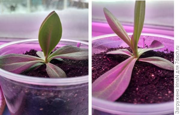 У нас выросли ножки!