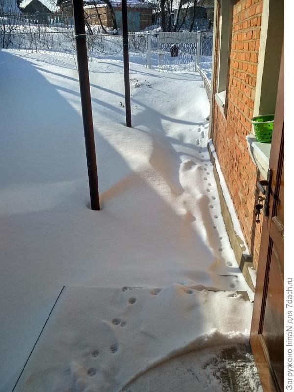 Даже не верится, что день назад были прочищены все дорожки! Бедный Барсик пробирается только вдоль стеночки!