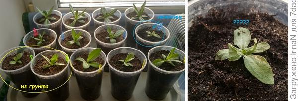 Вот такая сегодня история. Возраст 3 месяца и 3 дня от посева. Сколько останется до высадки?