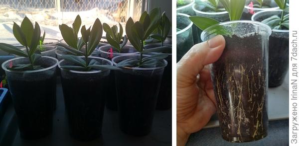 Пока в стаканчиках 300мл