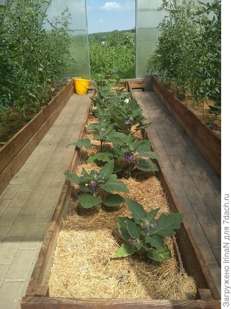 2020 год. Теплица всегда открыта.