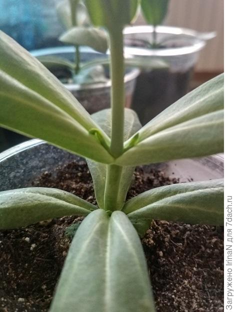 Намечаются боковые побеги