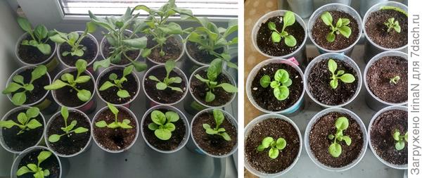 Петуниевая &quot;плантация&quot;, 25 штук