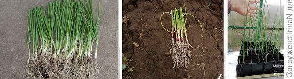 Фотки наших семидачников, но по теме лука из семян