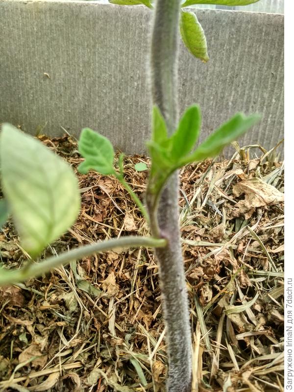 Вчерашнее фото, в полный рост нет, только пасынок пыталась запечатлеть!