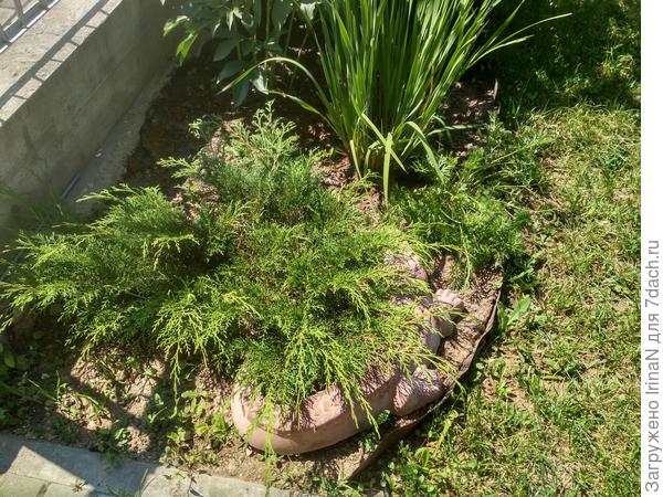 Из другого из окна рептилия слегка видна. Видно, заблудилась, под кустиком поселилась!