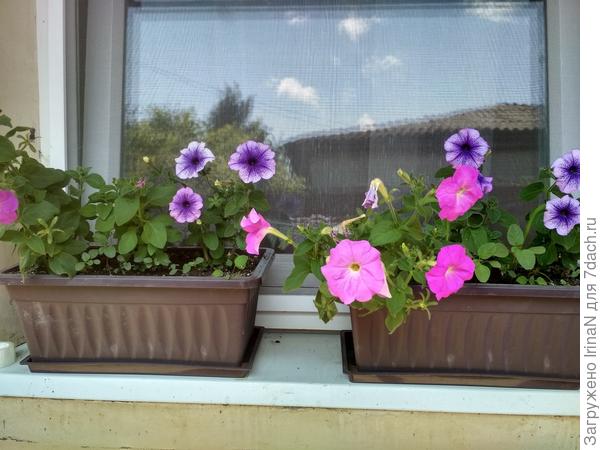 В окошке небо отражается, на окошке петунии распускаются!
