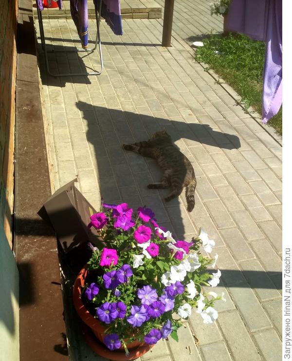 Под окном бельё подсыхает, в теньке Барсик отдыхает.