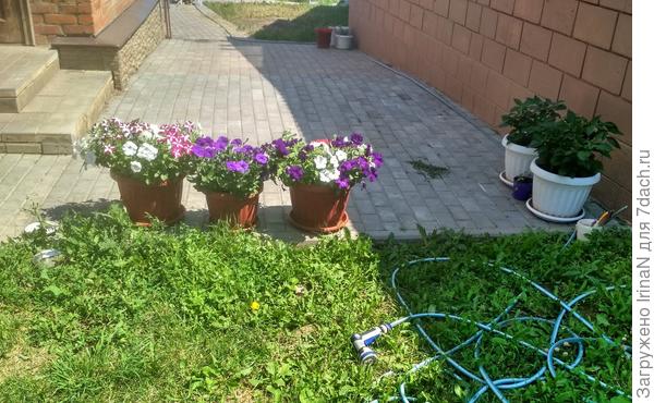 В жару всё часто поливаю, шланг далеко не убираю. Вид из кухонного окошка на площадку и порожки.