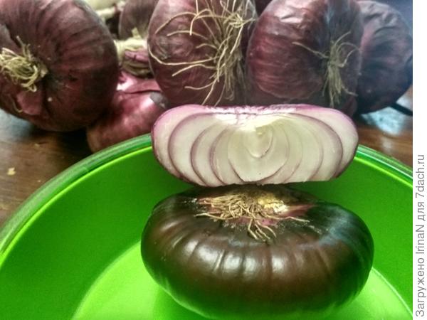 На разрезе типичная приплюснутая форма и толстые сочные чешуйки