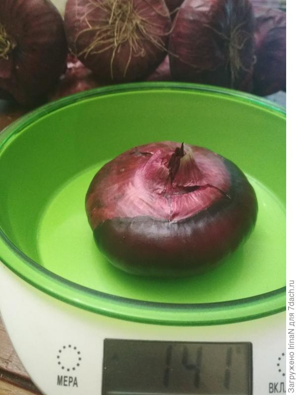 Луковки в среднем 120-140 грамм. Хочу такие-же!!!