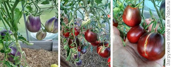 А это Синие груши в моей теплице. Помидорки понравились, вкусные, мясистые, сладенькие. Хотела их вялить, но нечаянно все свежими съели!