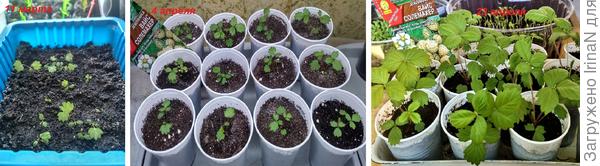 Земляника Вайс Солемахер