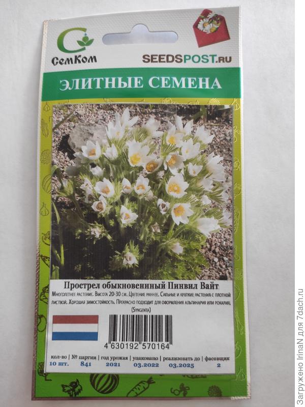 А вот что с эти красавцем делать - ума не приложу. Информации мало, придётся на своих ошибках учиться. Если не получится - не беда, поищу корневища!