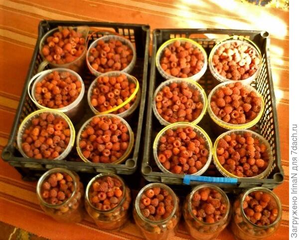 Собирали и на варенье, и на компоты, и малиновое вино даже ставили!