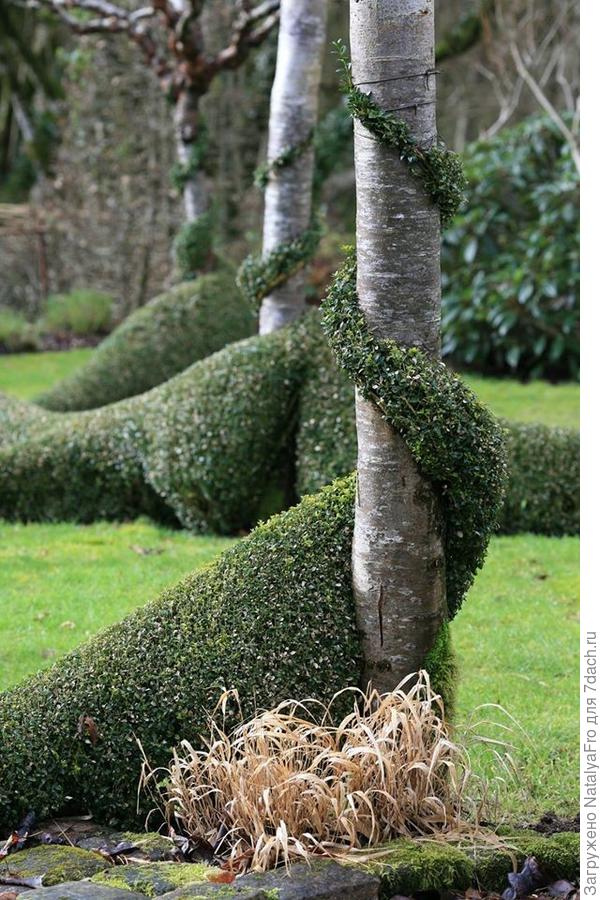 Как пострижена каждая веточка!