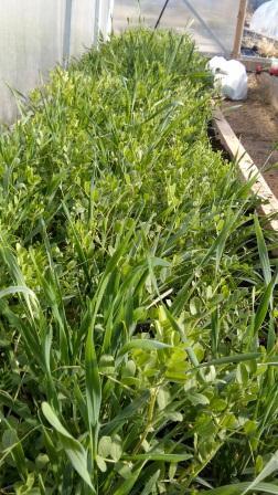 Сидерат, зеленый лук и укроп в теплице всю зиму