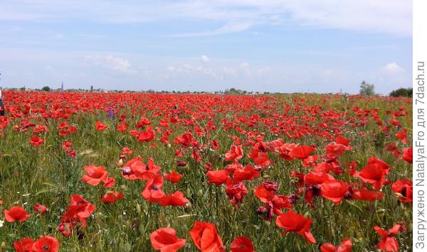 Маки.Май.2016