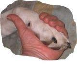 Дай лапу, друг