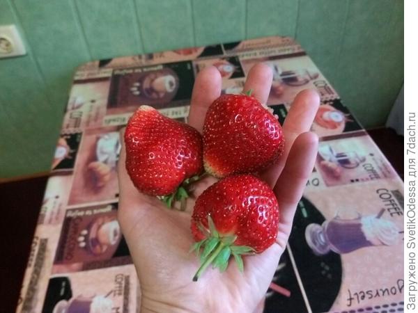 Моя немсного скромнее размерами ))) Где бы мы ещё клубничками померялись? )))