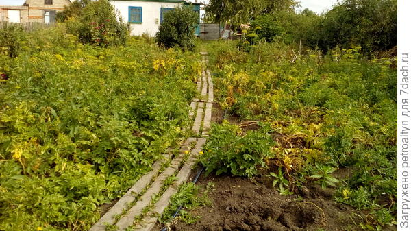ну и вид на огородик